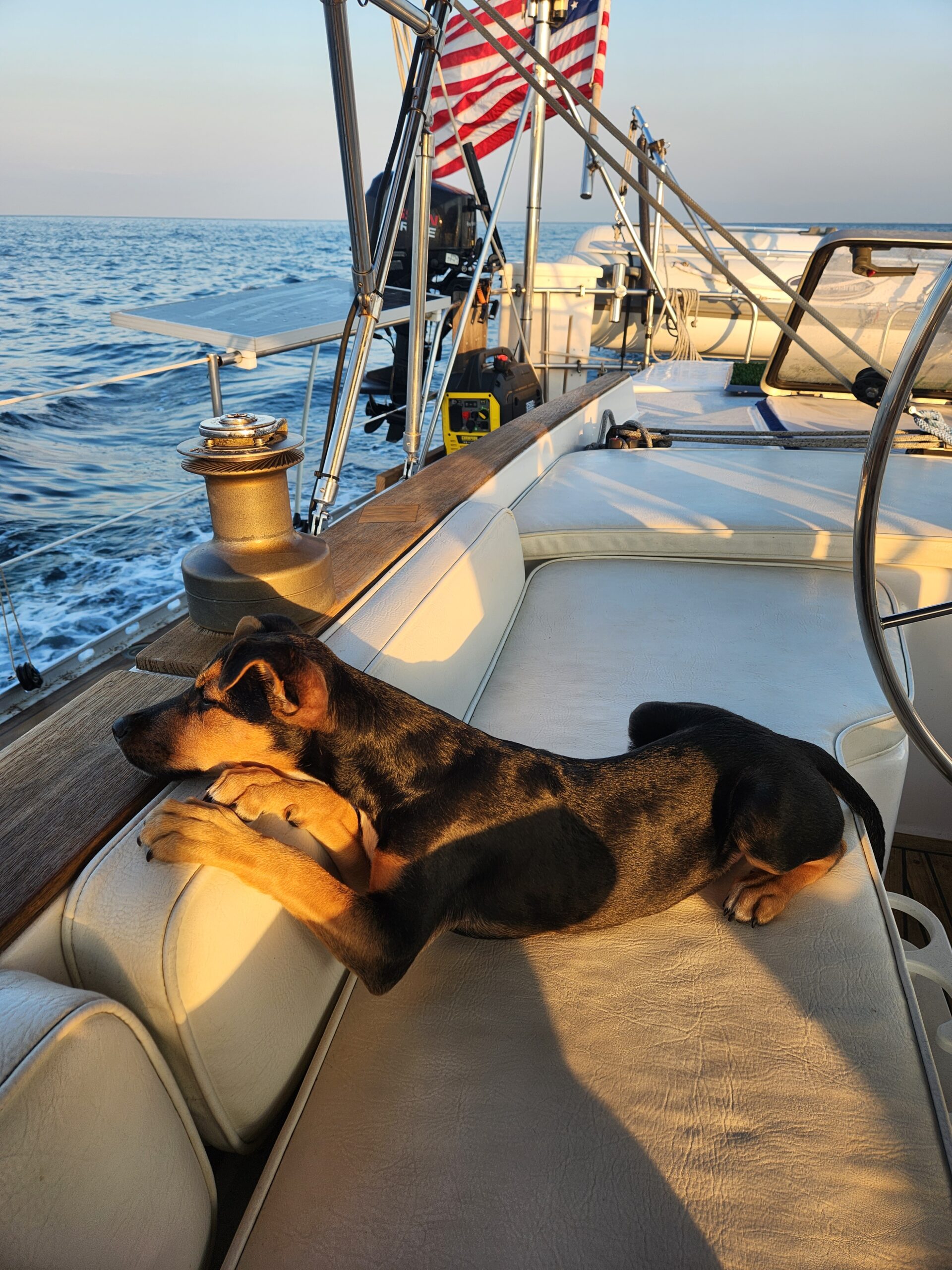 New boat dog on board